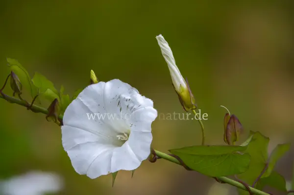 Fokus-Natur Bild