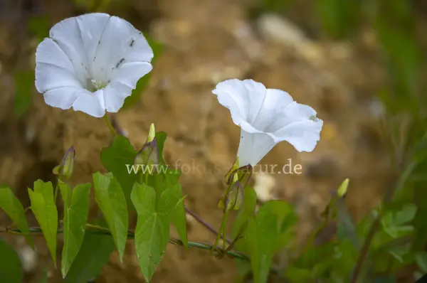 Fokus-Natur Bild