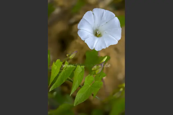 Fokus-Natur Bild