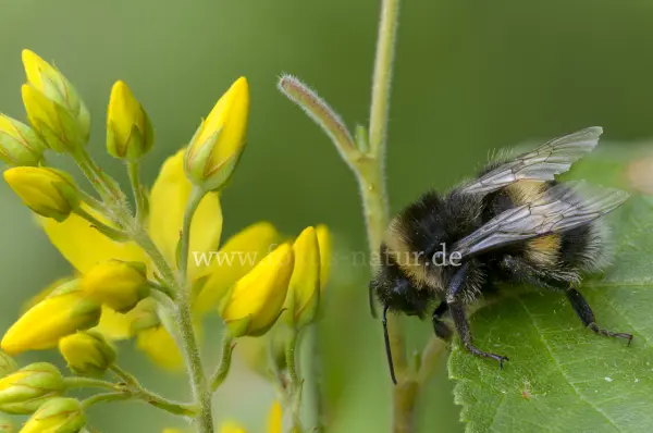 Fokus-Natur Bild