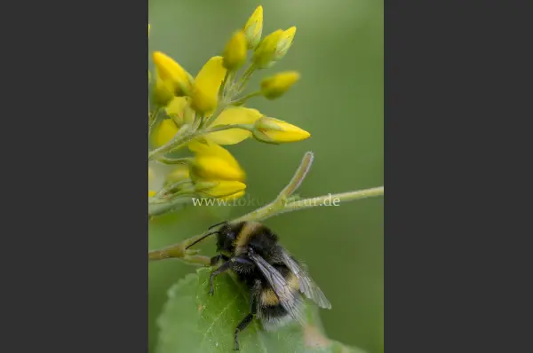 Fokus-Natur Bild