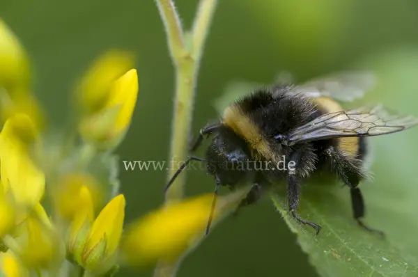 Fokus-Natur Bild