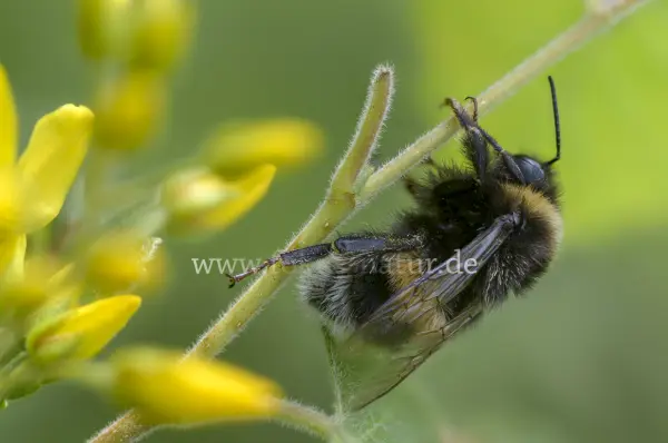 Fokus-Natur Bild