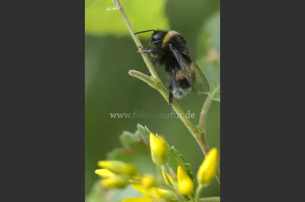 Fokus-Natur Bild