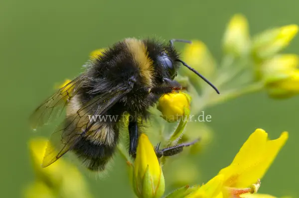 Fokus-Natur Bild