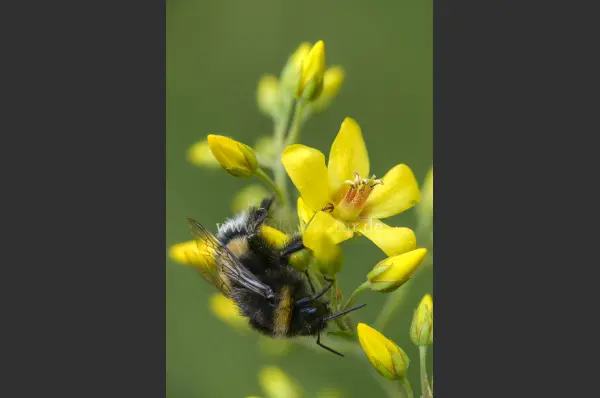 Fokus-Natur Bild