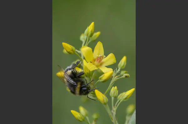 Fokus-Natur Bild