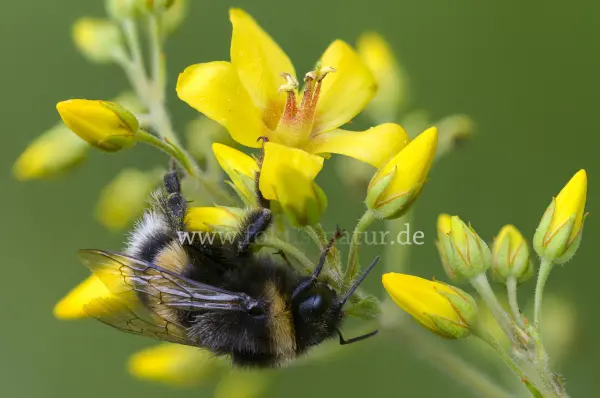 Fokus-Natur Bild