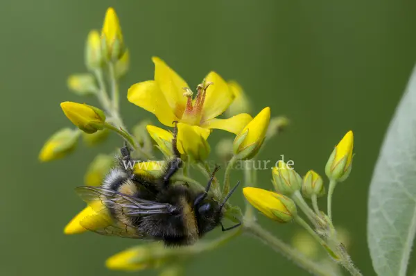 Fokus-Natur Bild