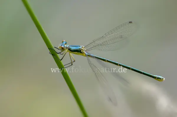 Fokus-Natur Bild