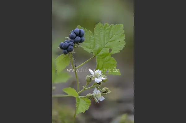 Fokus-Natur Bild
