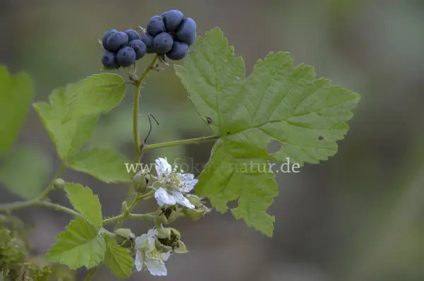 Fokus-Natur Bild
