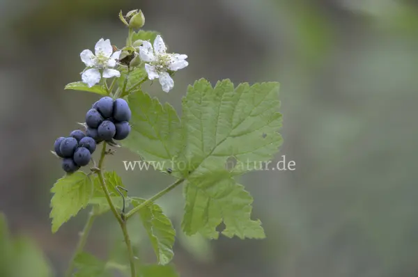 Fokus-Natur Bild