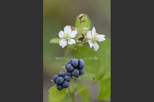 Fokus-Natur Bild