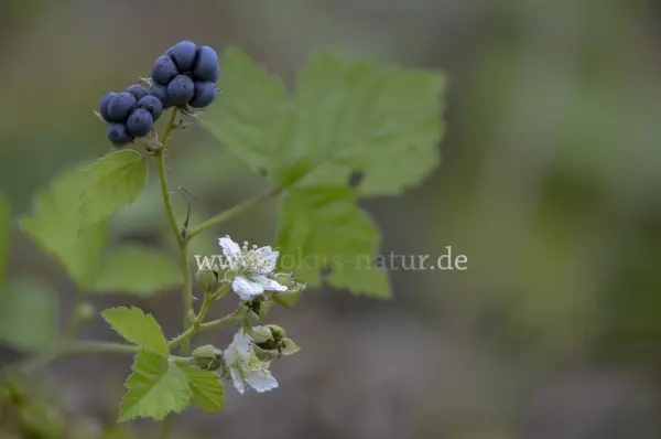 Fokus-Natur Bild