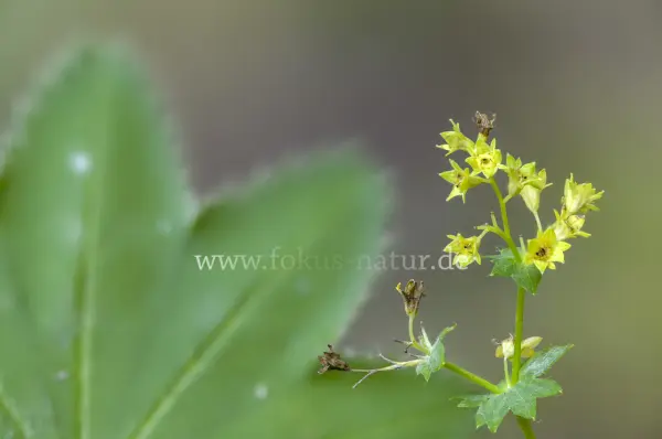 Fokus-Natur Bild