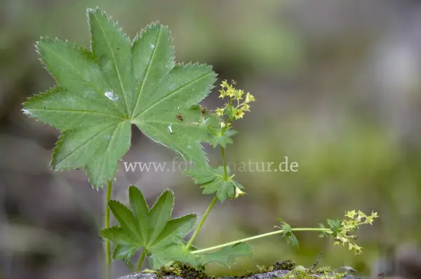 Fokus-Natur Bild