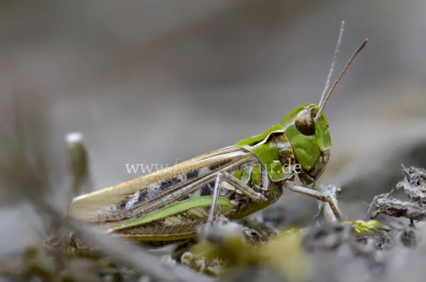 Fokus-Natur Bild