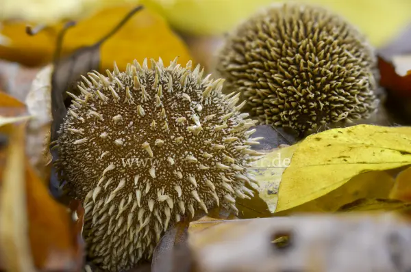 Fokus-Natur Bild