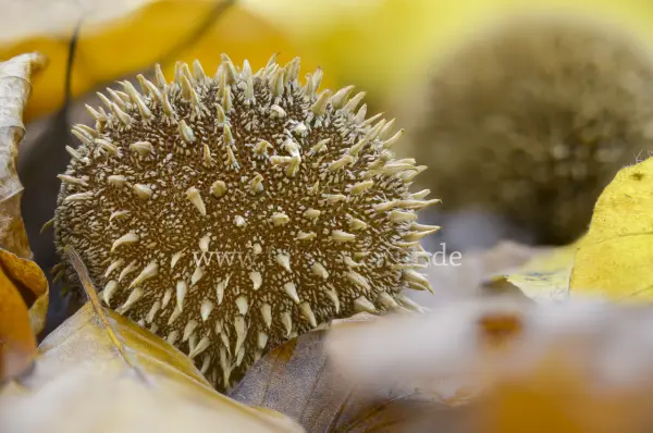 Fokus-Natur Bild