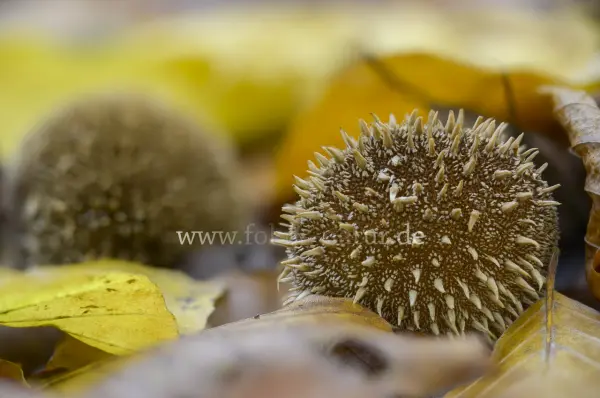 Fokus-Natur Bild