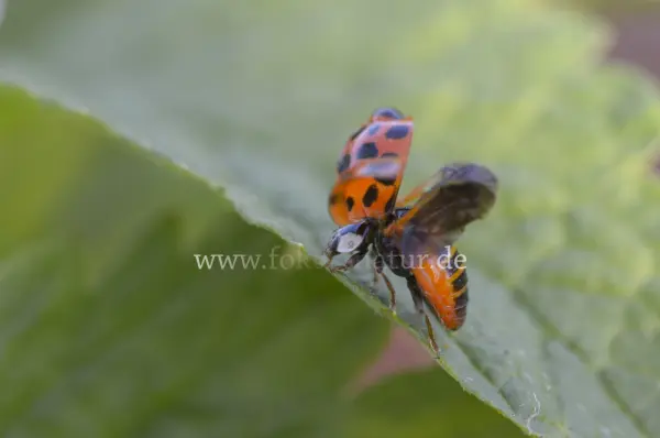 Fokus-Natur Bild