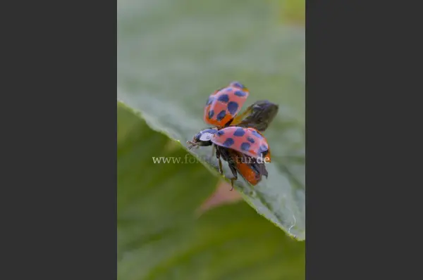 Fokus-Natur Bild