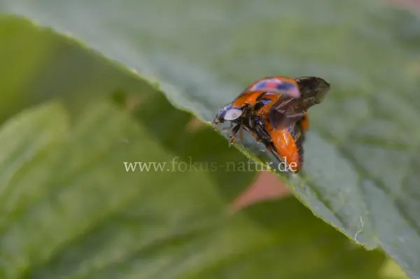 Fokus-Natur Bild