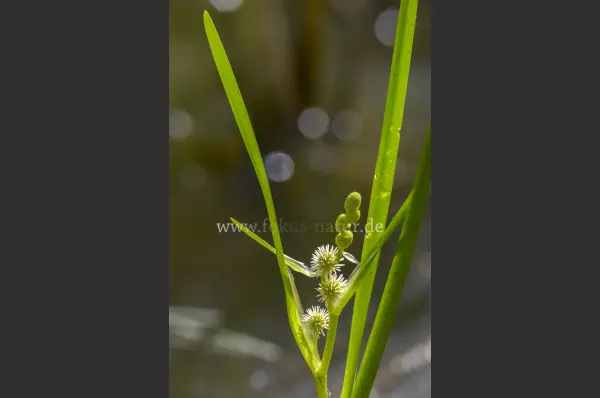 Fokus-Natur Bild