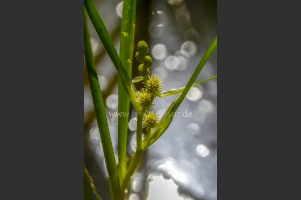 Fokus-Natur Bild