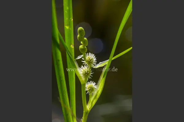 Fokus-Natur Bild