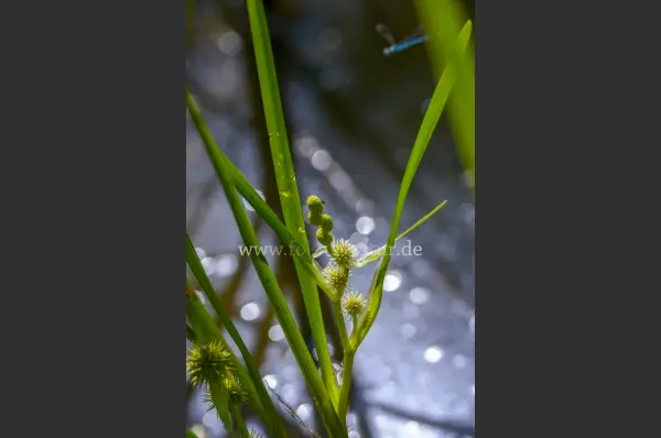 Fokus-Natur Bild