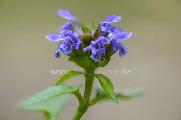 Fokus-Natur Bild