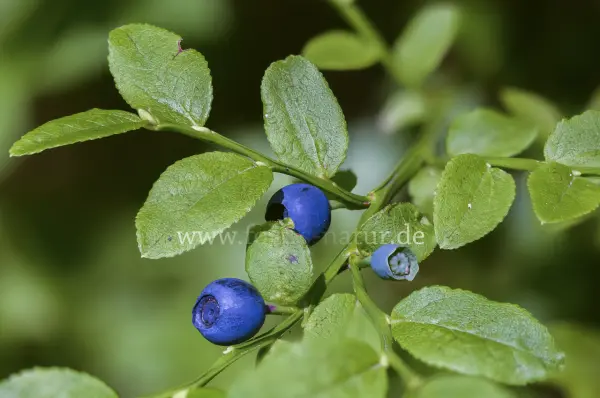 Fokus-Natur Bild