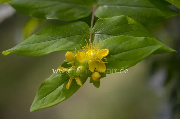 Fokus-Natur Bild