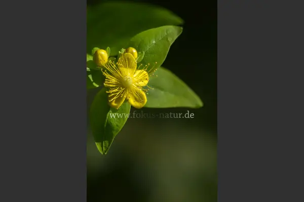 Fokus-Natur Bild