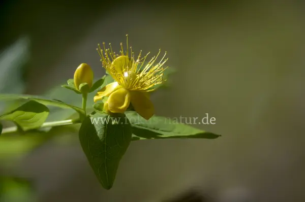 Fokus-Natur Bild