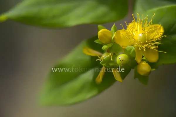 Fokus-Natur Bild