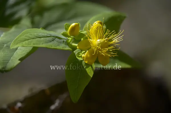 Fokus-Natur Bild