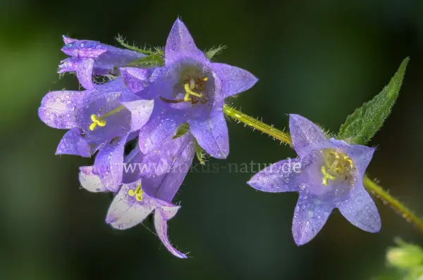 Fokus-Natur Bild