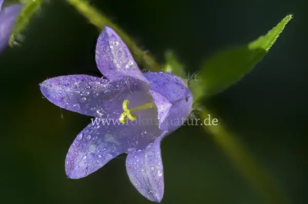 Fokus-Natur Bild