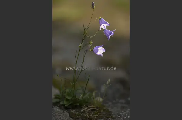 Fokus-Natur Bild