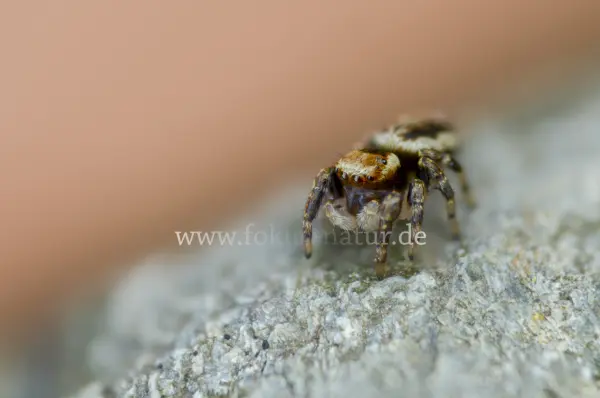 Fokus-Natur Bild