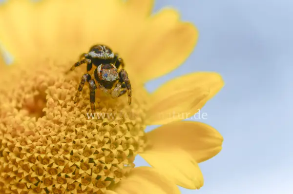 Fokus-Natur Bild