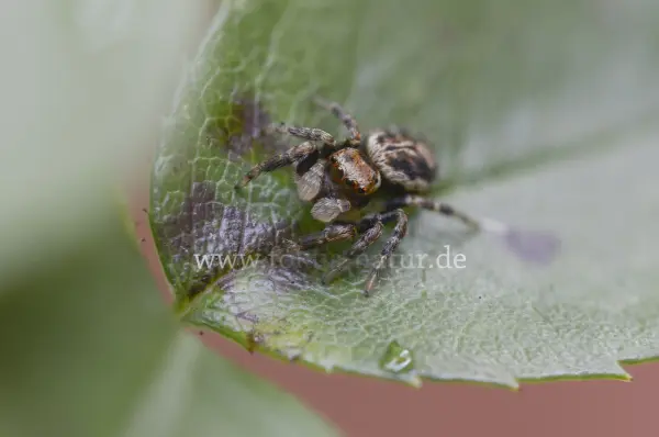 Fokus-Natur Bild