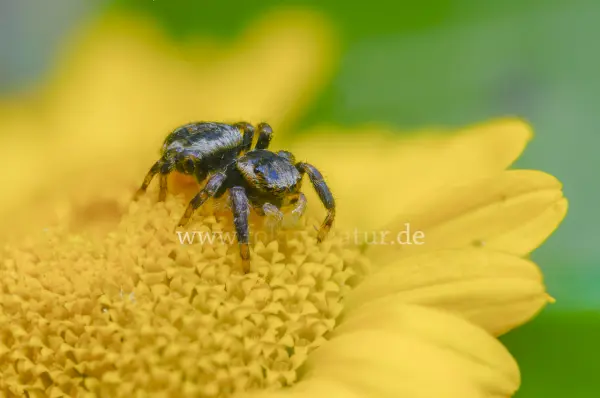 Fokus-Natur Bild