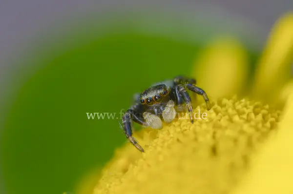 Fokus-Natur Bild