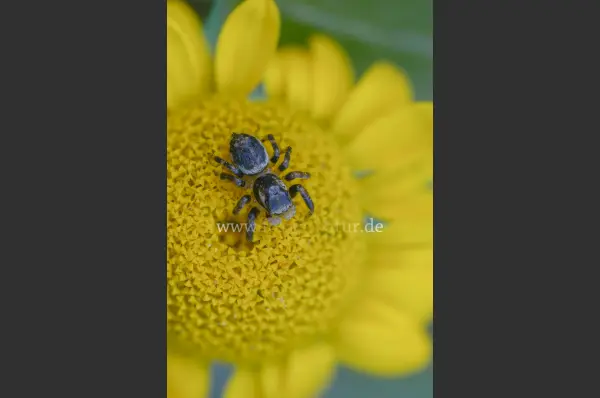 Fokus-Natur Bild