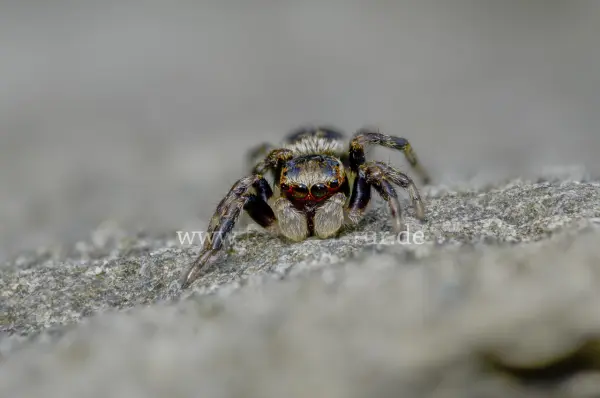 Fokus-Natur Bild