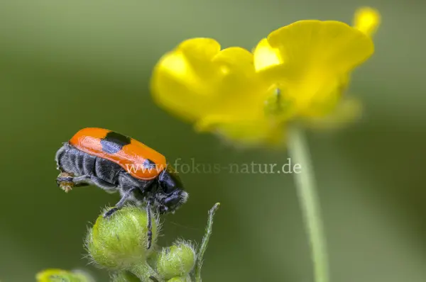 Fokus-Natur Bild